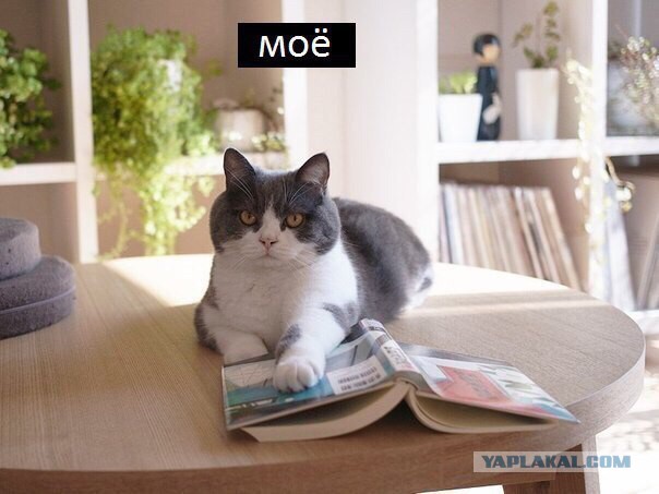 Кот, который считает, что все эти вещи - его