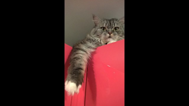 Котовторник 28.02.2017