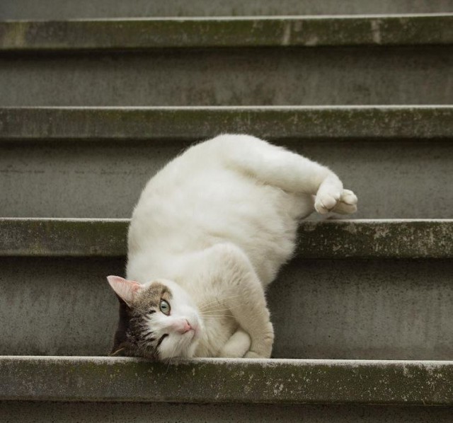Коты и Кошки