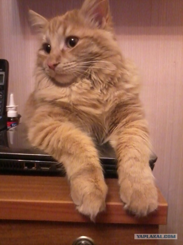 Коты и Кошки