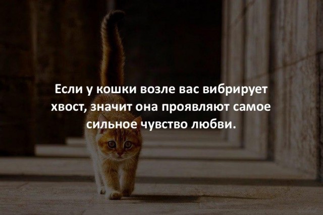 Коты и Кошки