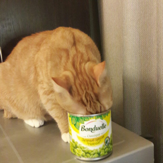 Коты и Кошки