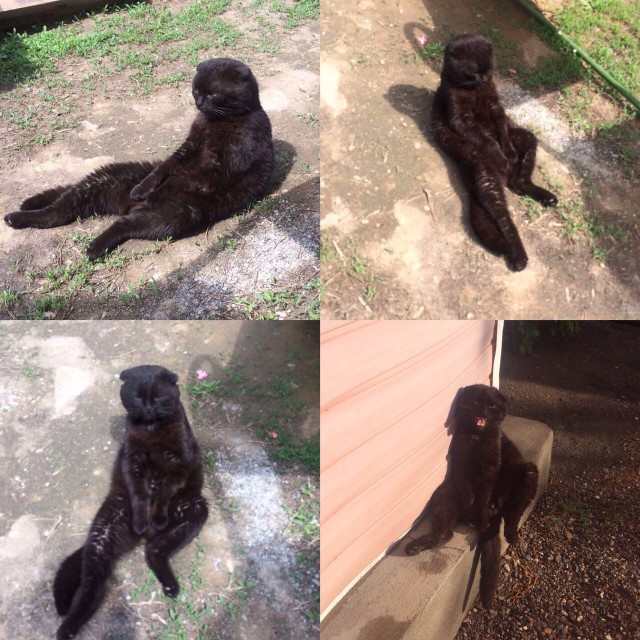 Котовторник 30.05.2017