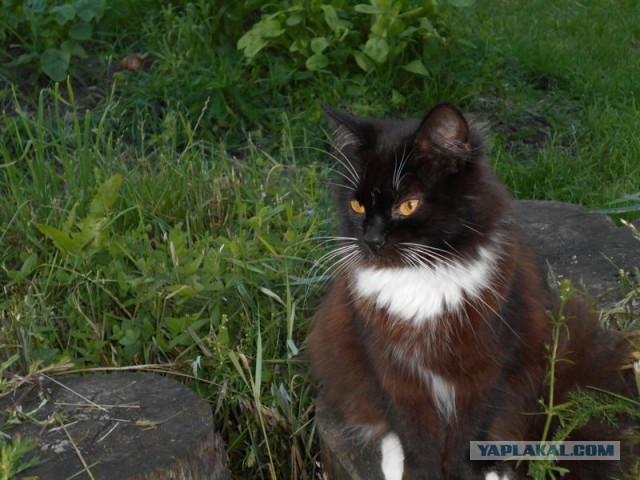 Жизнь домашнего приюта для котеек 173