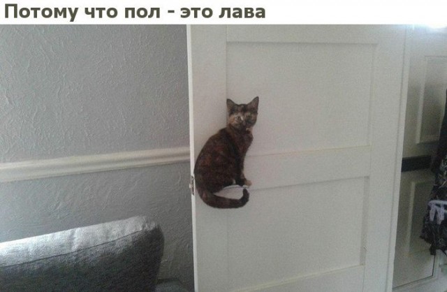 Коты и Кошки