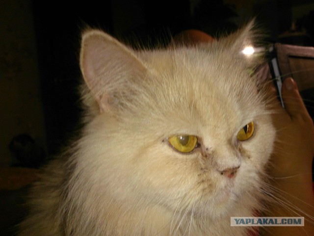 Кошачий ангел