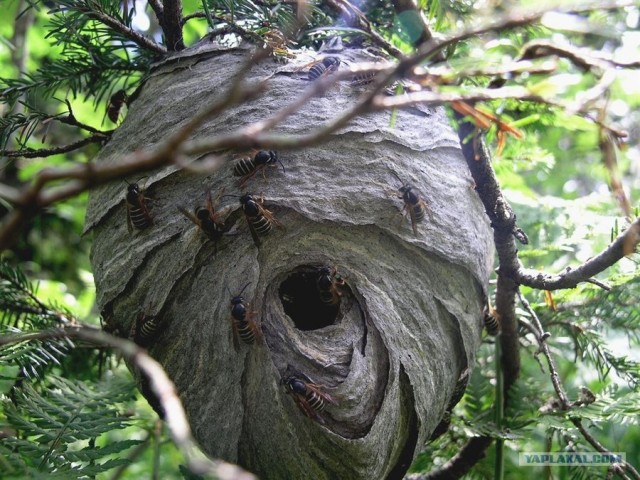 Премия Дарвина — 2012 год