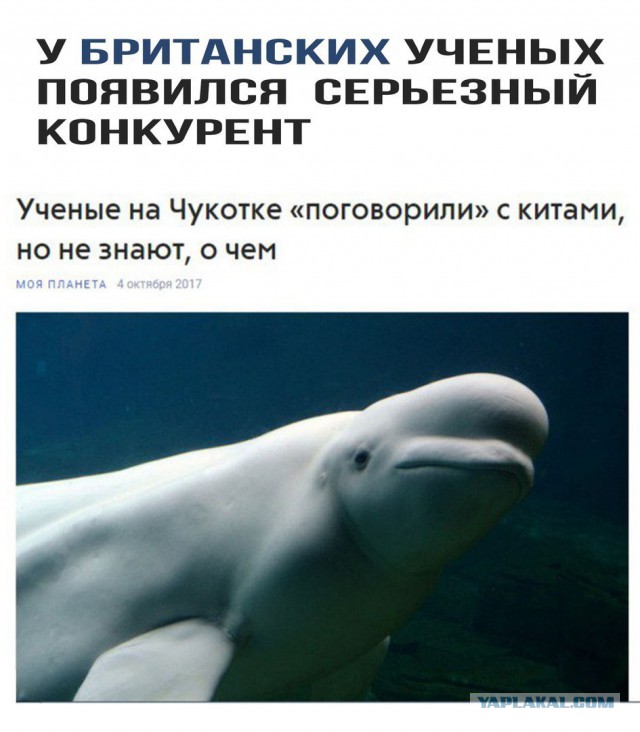 Нестандартный юмор