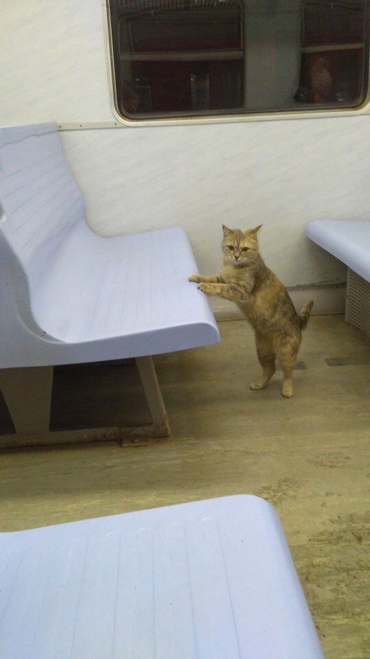 В Петербурге ищут дом для одинокого кота, путешествующего на электричке