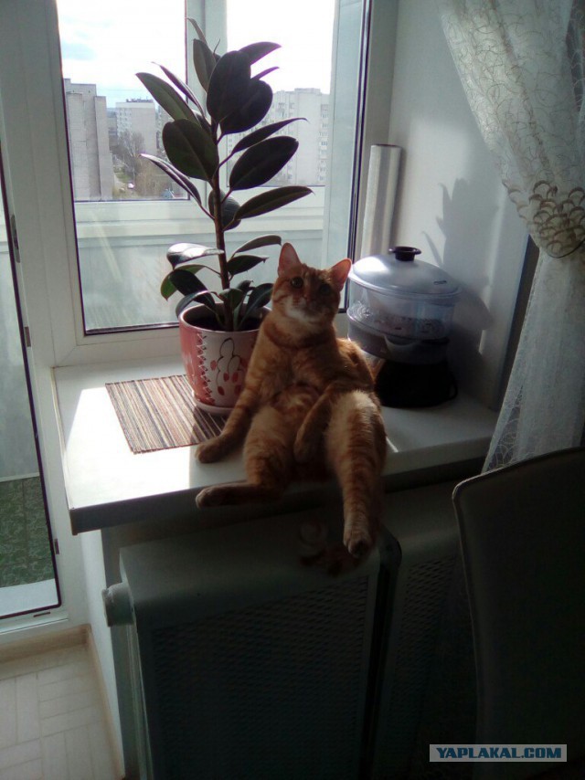 Коты застигнутые врасплох