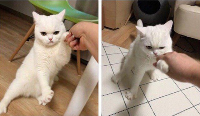 Прикольных котов пост