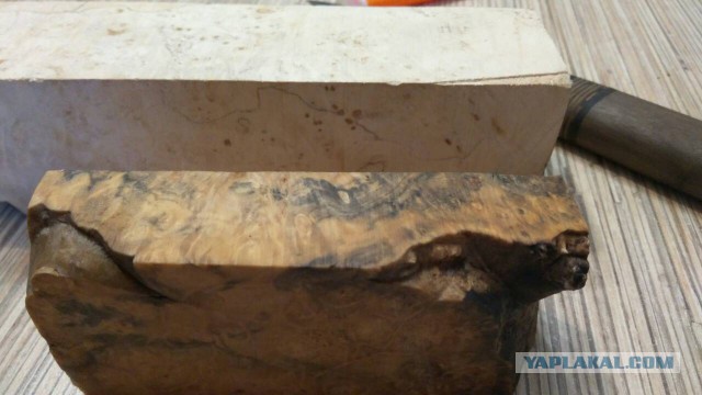 Что мы знаем о деревьях? Вот какие тайны хранит древесина
