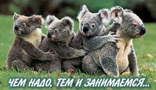 Все животные делают ЭТО!