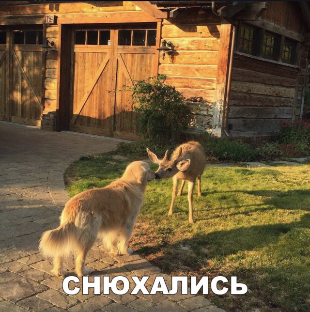 Нестандартный юмор