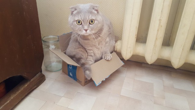 Прикольных котов пост