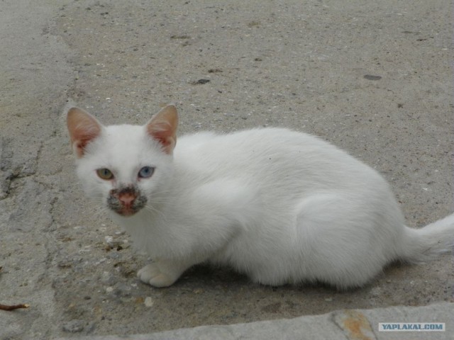 Котовторник начался