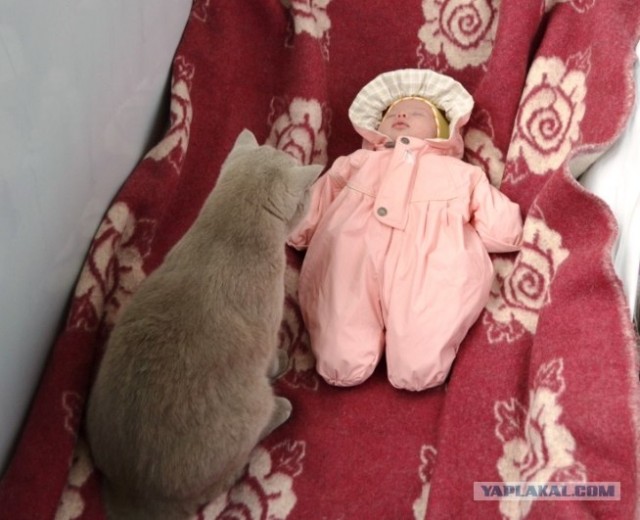 Первый котовторник июля