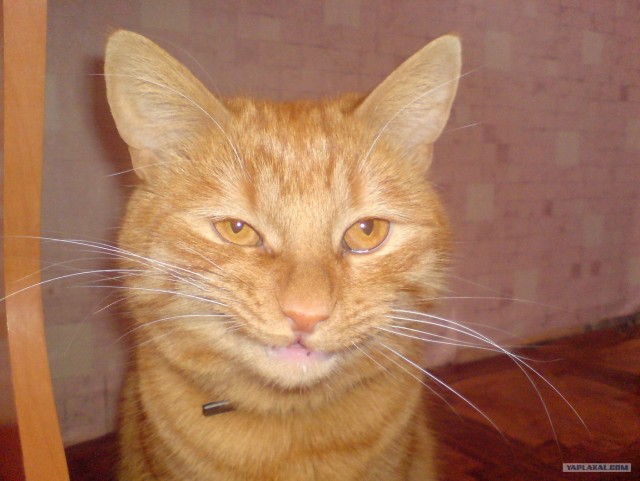Котовторник с Кузей