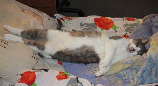 Котовторник! 11.10.11