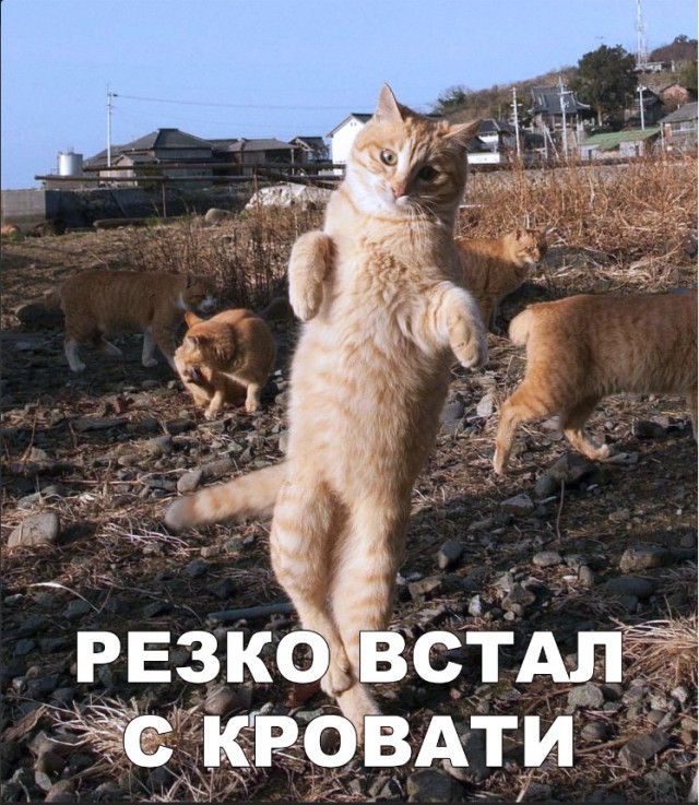 Немного милоты