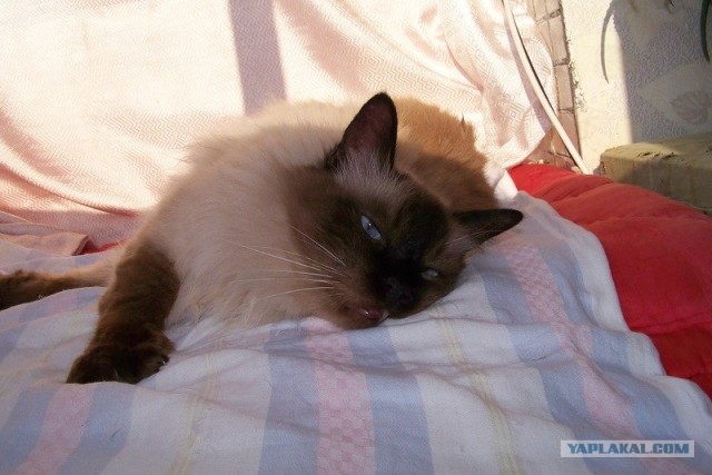 Котовторник (07.02.2012)