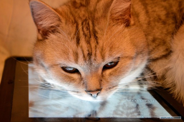 Котовторник 24.04.2012