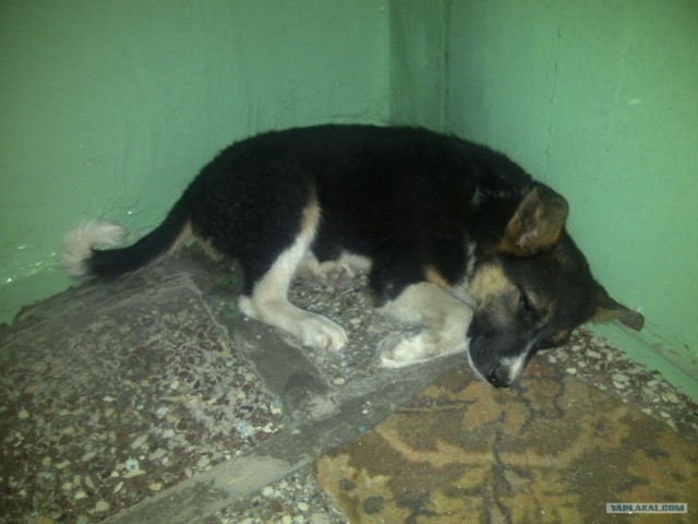 Котовторник (15.05.2012)