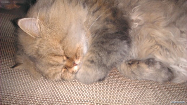 Котовторник 03 07 2012