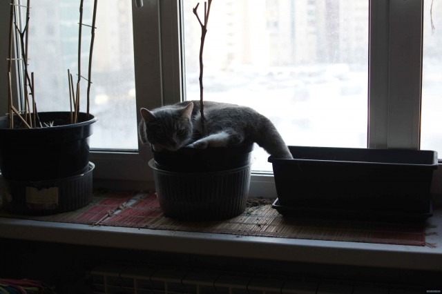 Котовторник  14.08.2012.