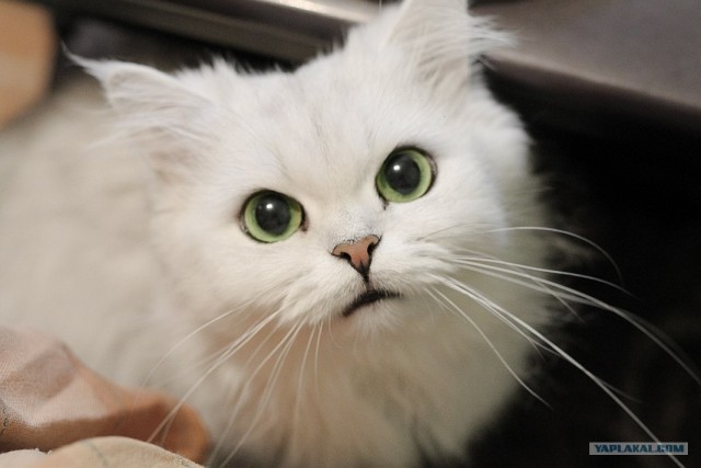 Котонянька и котовторник