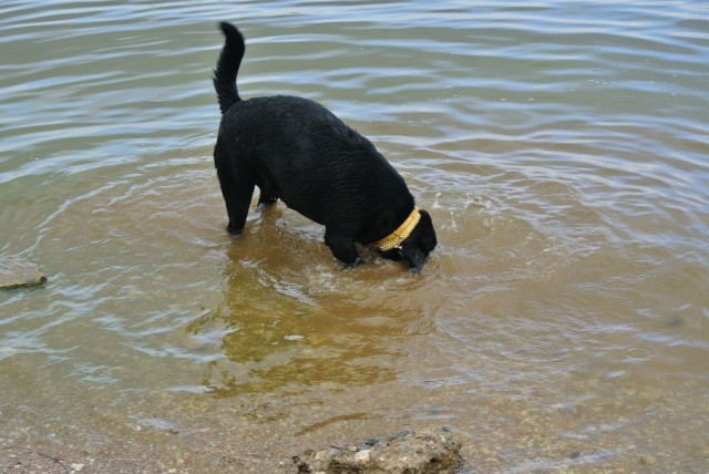 Собака — Улыбака :)