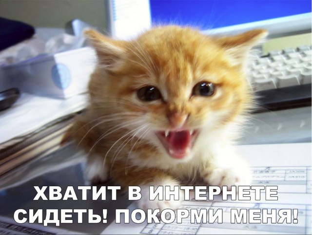 Забавные фото котеек