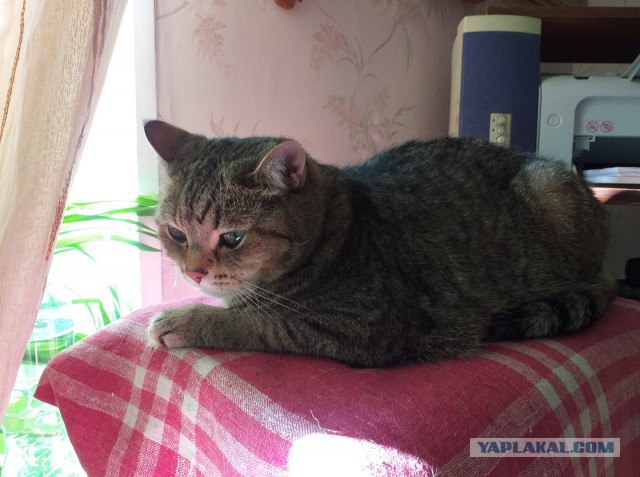 Котовторник 18.06.2019