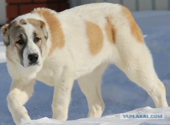 Огромный алабай покусал 6-летнюю девочку в Забайкалье