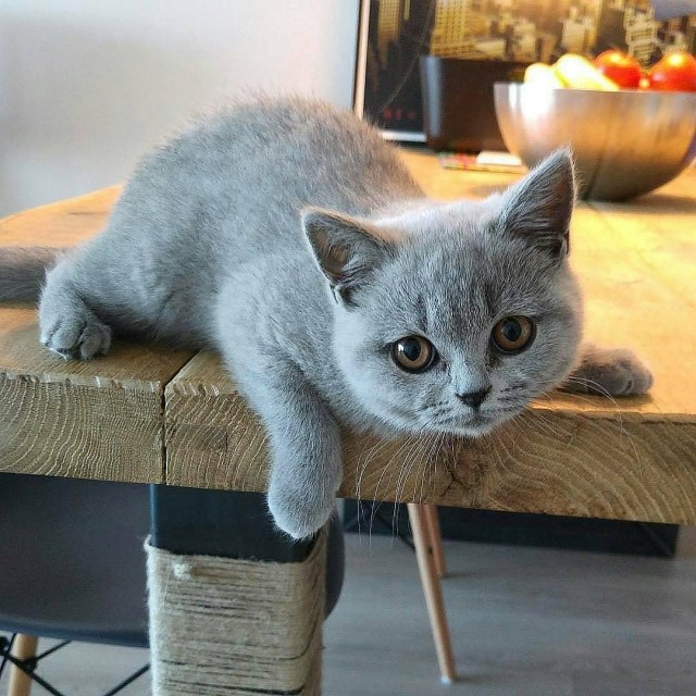 Забавные картинки с котами из сети