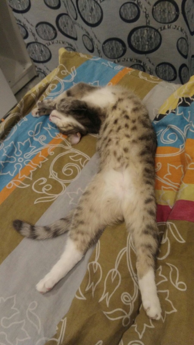 Котовторник 03.03.2020