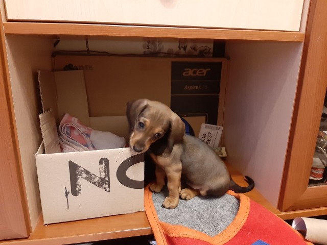 Собакочетверг. Нам сегодня 7 лет!