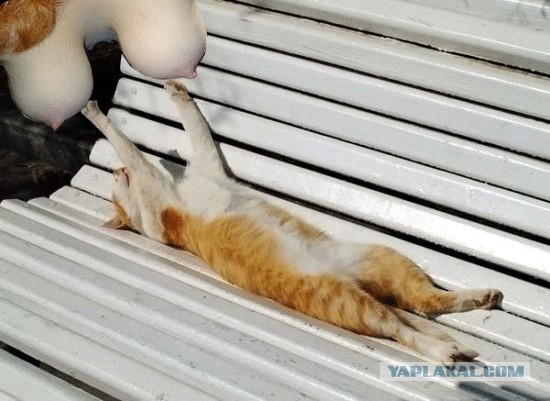 Я знал прикуп! Я в Сочи!