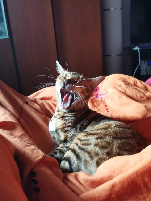 "Удоли!" Дурацкие фото котеек, которые они просили не показывать