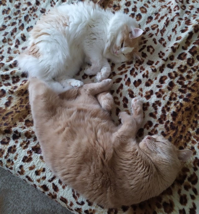 Котовторник 13.10.2020