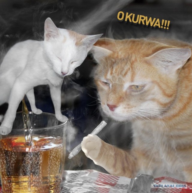 Кот-глазомер