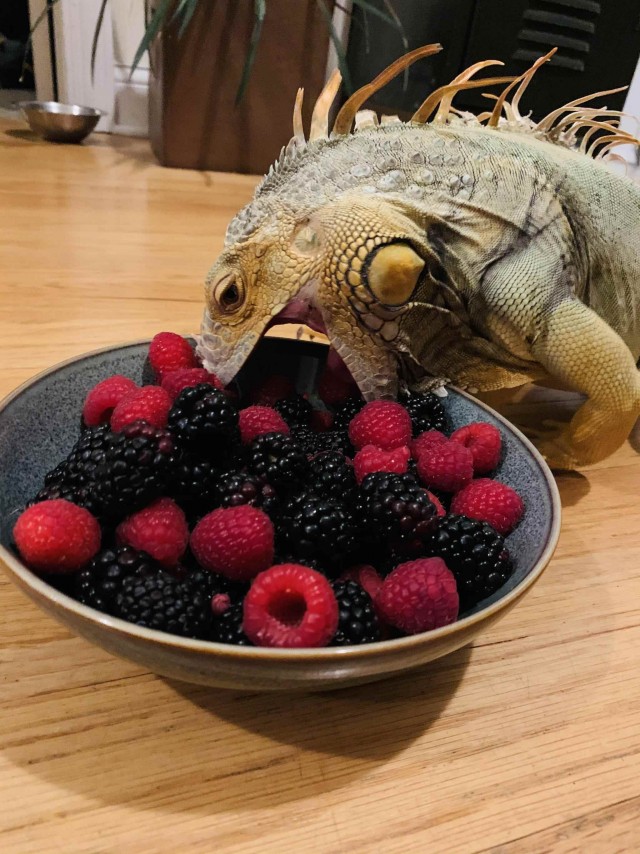 Подборка забавной живности