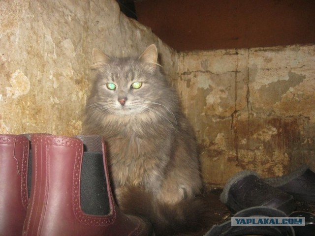 Жизнь домашнего приюта для котеек 322