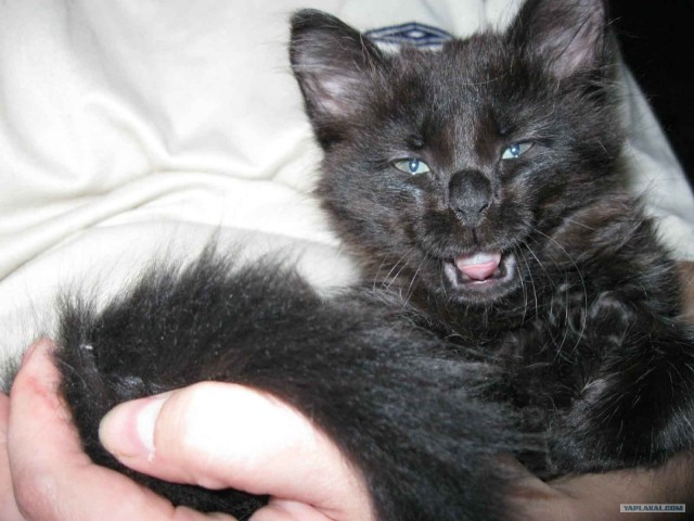 Маленький котофей