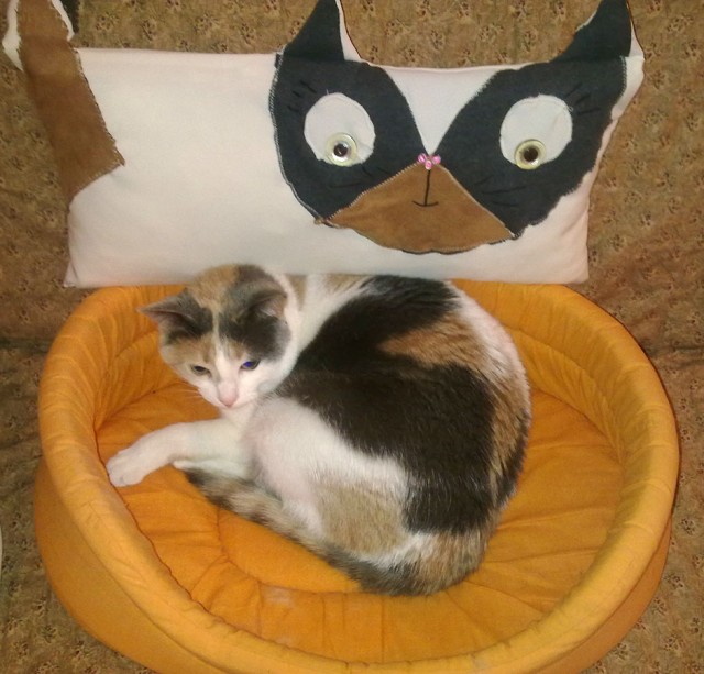 Картинки с котами и про котов