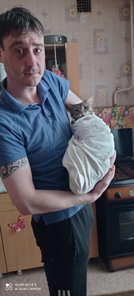 Кошки