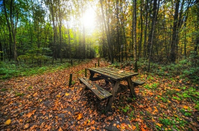 В лесу родился, в лесу вырос
