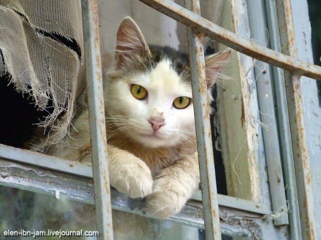 Котэ повязали