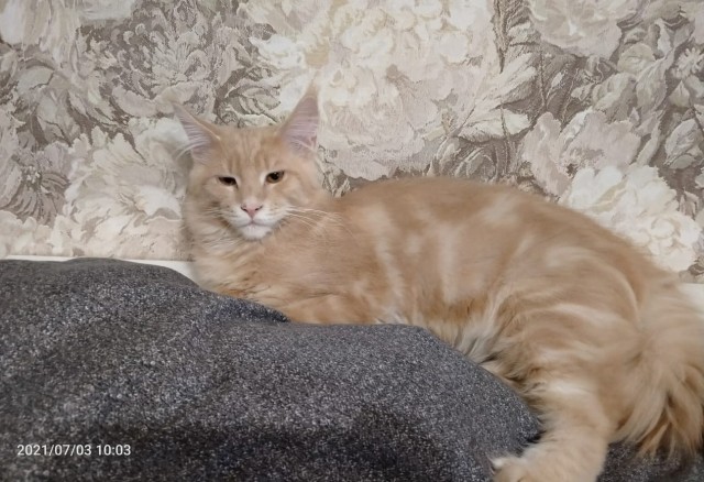 Мои личные котейки к котовторнику!