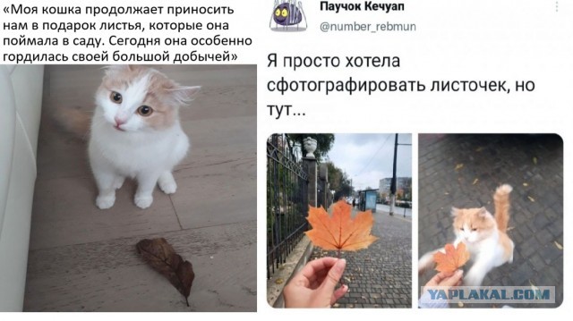 Картинки и мемы для настроения 18.10.2021
